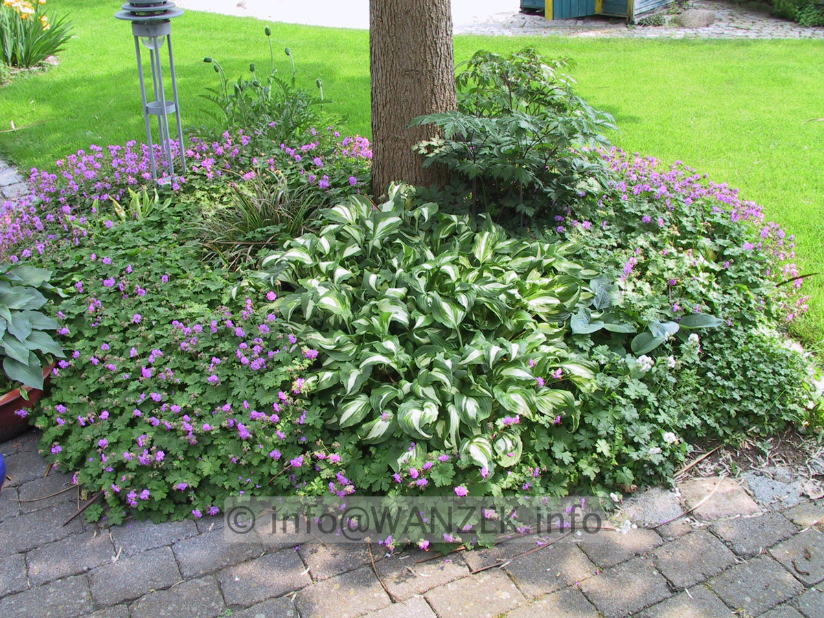 2a dann Hosta+Geranium.JPG